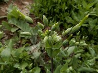 Cerastium perfoliatum 2, Saxifraga-Ed Stikvoort : Jerevan - Areni - Noravank A900
