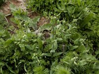 Cerastium perfoliatum 3, Saxifraga-Ed Stikvoort : Jerevan - Areni - Noravank A900
