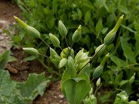 Cerastium perfoliatum 4, Saxifraga-Ed Stikvoort : Jerevan - Areni - Noravank s9900