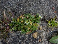 Cerastium semidecandrum 16, Zandhoornbloem, Saxifraga-Peter Meininger
