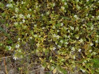 Cerastium semidecandrum 17, Zandhoornbloem, Saxifraga-Ed Stikvoort