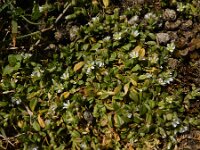 Cerastium semidecandrum 18, Zandhoornbloem, Saxifraga-Ed Stikvoort