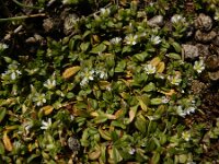 Cerastium semidecandrum 19, Zandhoornbloem, Saxifraga-Ed Stikvoort