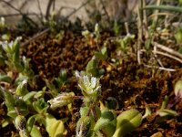 Cerastium semidecandrum 20, Zandhoornbloem, Saxifraga-Ed Stikvoort