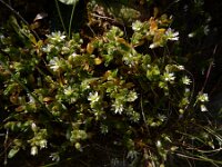 Cerastium semidecandrum 21, Zandhoornbloem, Saxifraga-Ed Stikvoort