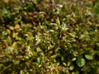 Cerastium semidecandrum 22, Zandhoornbloem, Saxifraga-Ed Stikvoort