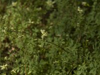 Ceratocapnos claviculata 15, Rankende helmbloem, Saxifraga-Willem van Kruijsbergen