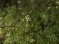 Ceratocapnos claviculata 16, Rankende helmbloem, Saxifraga-Willem van Kruijsbergen