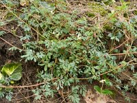 Ceratocapnos claviculata 2, Rankende helmbloem, Saxifraga-Rutger Barendse