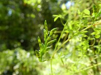 Ceratocapnos claviculata 3, Rankende helmbloem, Saxifraga-Rutger Barendse
