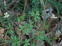 Ceratocapnos claviculata 01, Rankende helmbloem, AHB  Ceratocapnos claviculata, Rankende helmbloem Springendal op 25 mei 2017 Validatie waarneming.nl