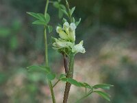 Ceratocapnos claviculata 02, Rankende helmbloem, AHB  Ceratocapnos claviculata, Rankende helmbloem Springendal op 25 mei 2017 Validatie waarneming.nl