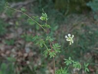Ceratocapnos claviculata 03, Rankende helmbloem, AHB  Ceratocapnos claviculata, Rankende helmbloem Springendal op 25 mei 2017 Validatie waarneming.nl