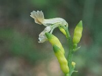 Ceratocapnos claviculata 04, Rankende helmbloem, AHB  Ceratocapnos claviculata, Rankende helmbloem Springendal op 25 mei 2017 Validatie waarneming.nl