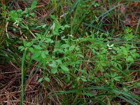 Ceratocapnos claviculata 8, Rankende helmbloem, Saxifraga-Ed Stikvoort
