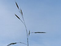 Ceratochloa sitchensis 2, Gekielde dravik, Saxifraga-Rutger Barendse