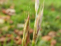 Ceratochloa sitchensis 3, Gekielde dravik, Saxifraga-Rutger Barendse