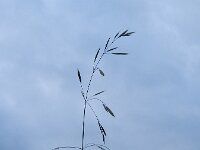 Ceratochloa sitchensis 4, Gekielde dravik, Saxifraga-Rutger Barendse