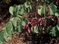 Cercis siliquastrum, Judas-Tree