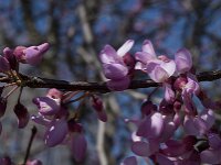 Cercis siliquastrum 10, Europese judasboom, Saxifraga-Willem van Kruijsbergen