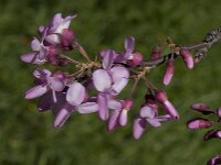Cercis siliquastrum 11, Europese judasboom, Saxifraga-Willem van Kruijsbergen
