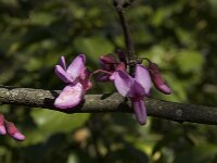 Cercis siliquastrum 12, Europese judasboom, Saxifraga-Willem van Kruijsbergen