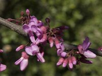 Cercis siliquastrum 13, Europese judasboom, Saxifraga-Willem van Kruijsbergen
