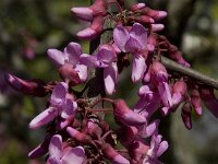 Cercis siliquastrum 14, Europese judasboom, Saxifraga-Willem van Kruijsbergen
