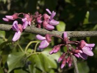 Cercis siliquastrum 15, Europese judasboom, Saxifraga-Willem van Kruijsbergen