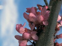 Cercis siliquastrum 16, Europese judasboom, Saxifraga-Jan van der Straaten