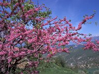 Cercis siliquastrum 2, Europese judasboom, Saxifraga-Jan de Laat