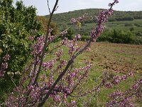 Cercis siliquastrum 3, Europese judasboom, Saxifraga-Dirk Hilbers