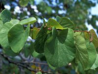 Cercis siliquastrum 4, Europese judasboom, Saxifraga-Jan van der Straaten