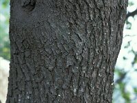 Cercis siliquastrum 5, Europese judasboom, Saxifraga-Jan van der Straaten