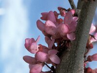 Cercis siliquastrum 6, Europese judasboom, Saxifraga-Jan van der Straaten