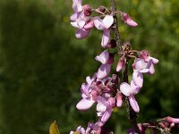 Cercis siliquastrum 7, Europese judasboom, Saxifraga-Jan van der Straaten