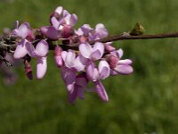 Cercis siliquastrum 8, Europese judasboom, Saxifraga-Jan van der Straaten