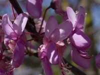 Cercis siliquastrum 9, Europese judasboom, Saxifraga-Willem van Kruijsbergen