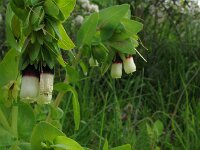 Cerinthe major, Honeywort