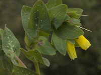 Cerinthe major 10, Grote wasbloem, Saxifraga-Willem van Kruijsbergen
