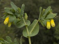 Cerinthe major 11, Grote wasbloem, Saxifraga-Willem van Kruijsbergen