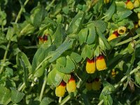 Cerinthe major 13, Grote wasbloem, Saxifraga-Jeroen Willemsen