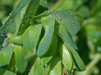 Cerinthe major 14, Grote wasbloem, Saxifraga-Jeroen Willemsen