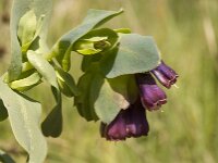 Cerinthe major 15, Grote wasbloem, Saxifraga-Jan van der Straaten