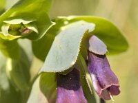 Cerinthe major 16, Grote wasbloem, Saxifraga-Jan van der Straaten