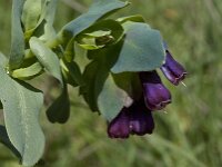 Cerinthe major 17, Grote wasbloem, Saxifraga-Willem van Kruijsbergen