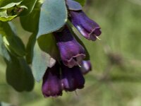Cerinthe major 18, Grote wasbloem, Saxifraga-Willem van Kruijsbergen