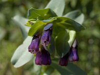 Cerinthe major 19, Grote wasbloem, Saxifraga-Willem van Kruijsbergen