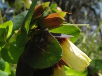 Cerinthe major 2, Grote wasbloem, Saxifraga-Rutger Barendse