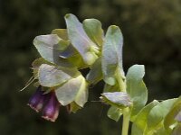 Cerinthe major 20, Grote wasbloem, Saxifraga-Willem van Kruijsbergen